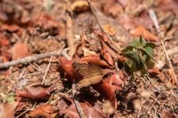 Tiny creatures with big importance