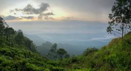 In the midst of the forest