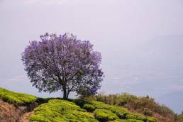 Botanical wonders of beauty